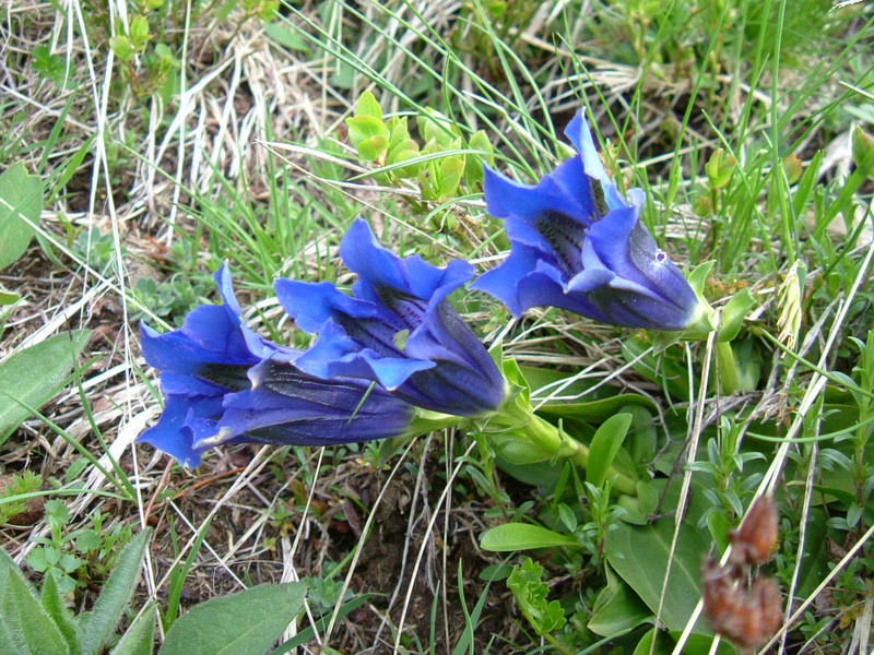 Parco del Gigante 6 Gentiana kochiana